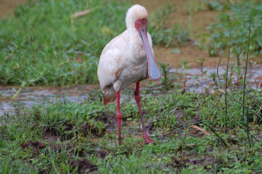 Tanzania - spatola africana (Platalea alba)